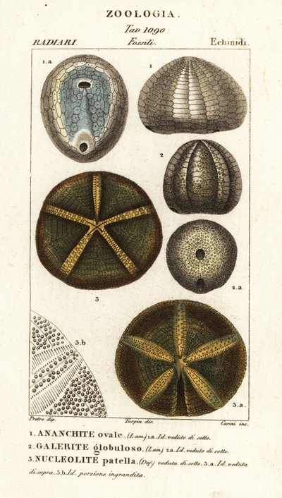 已灭绝海胆化石：Echinocorys (Ananchites) 1、Galerites globulosus 2 和 Nucleolites patella 3 作者 卡里尼卡里尼