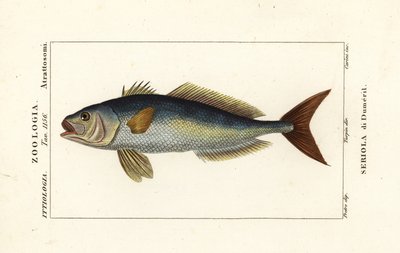 大琥珀鱼, Seriola dumerili, Seriola di Dumeril 作者 卡里尼卡里尼