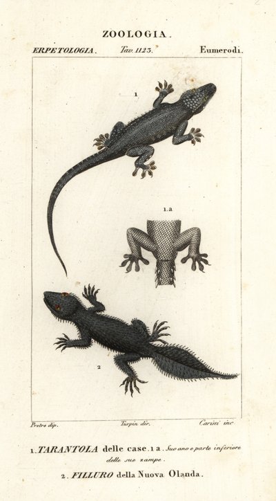 家壁虎 Hemidactylus frenatus 1 和宽尾壁虎 Phyllurus platurus 2 作者 卡里尼卡里尼