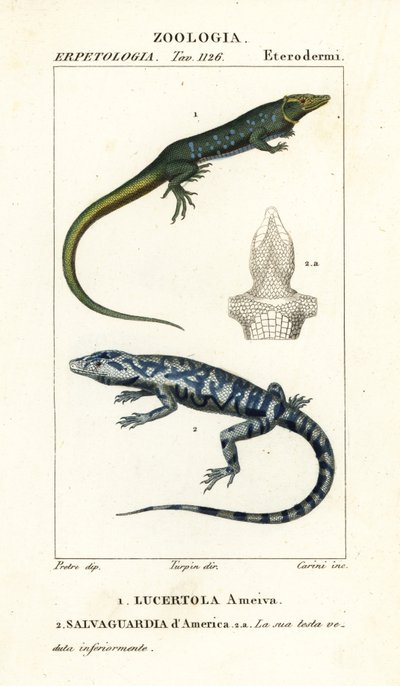 Jungle-runner, Ameiva ameiva,, Lucertola ameiva 1 和 golden tegu, Tupinambis teguixin, Salvaguardia dAmerica 2 作者 卡里尼卡里尼