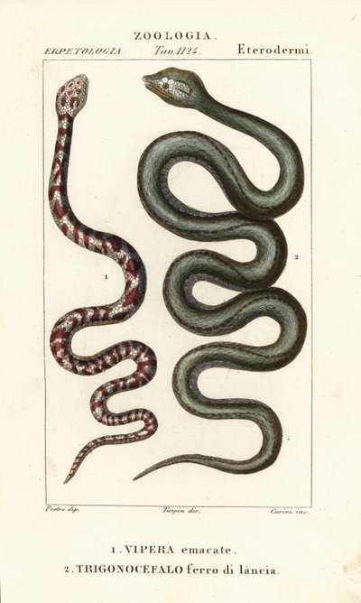 环颈喷毒眼镜蛇 Hemachatus haemachatus 1 和马提尼克矛头蛇 Bothrops lanceolatus 2 作者 卡里尼卡里尼