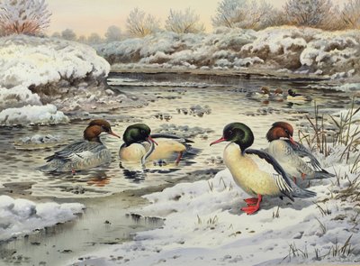 Goosanders 作者 卡尔·唐纳