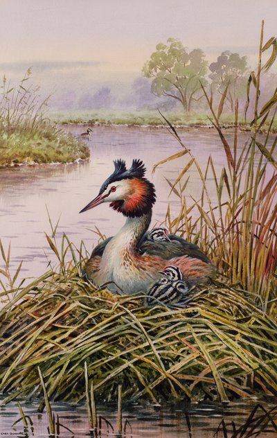 Great-Crested Grebes 作者 卡尔·唐纳