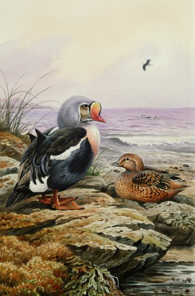 King Eider（wc） 作者 卡尔·唐纳