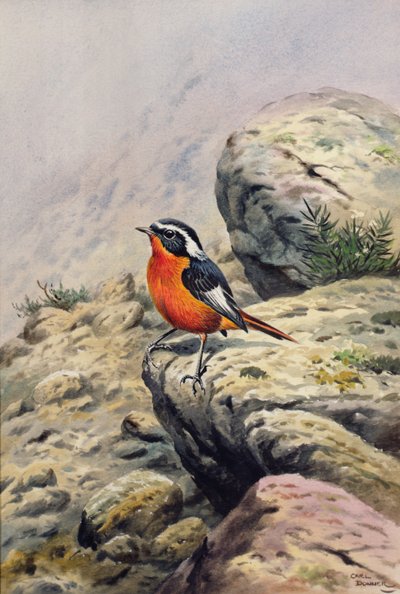 Moussiers Redstart 作者 卡尔·唐纳