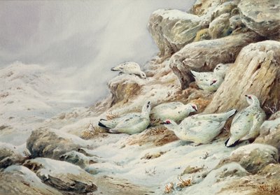 在积雪的风景的雷鸟 作者 卡尔·唐纳