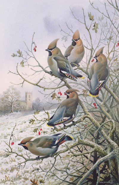 Waxwings 作者 卡尔·唐纳