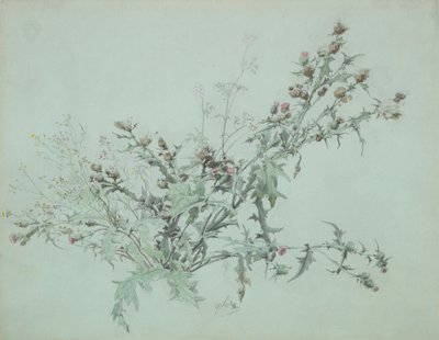 花蓟的研究》，1846年。 作者 卡尔·乔治·安东·格雷布