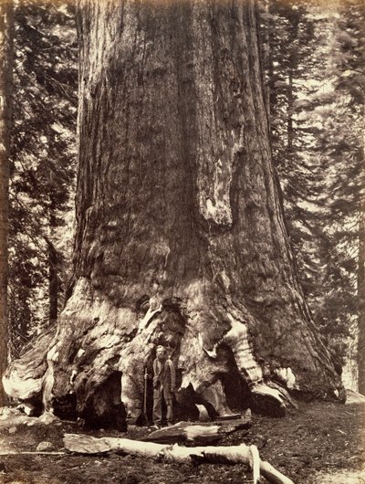 加利福尼亚州优胜美地的灰熊巨人基地，巨大的红杉树，1868年。 作者 卡尔顿·埃蒙斯·沃特金斯