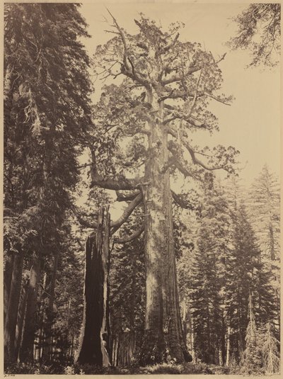灰熊巨人，马里波萨丛林，1861年。 作者 卡尔顿·埃蒙斯·沃特金斯