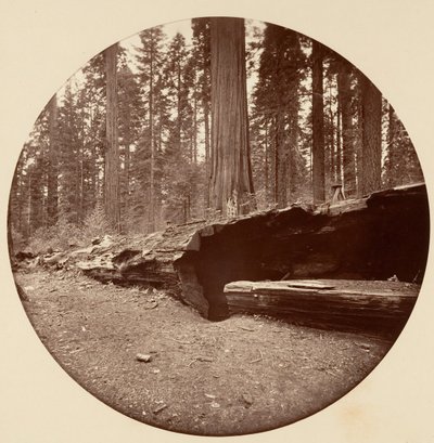Mammoth Three Grove Hotel Calaveras Co Cal., ca. 1878. 作者 卡尔顿·埃蒙斯·沃特金斯