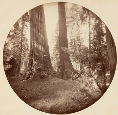 老多米尼克和汤姆叔叔的酒馆。卡拉维拉斯丛林，约1878年。 作者 卡尔顿·埃蒙斯·沃特金斯