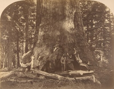 Grisly Giant的部分，马里波萨丛林，1861年。 作者 卡尔顿·埃蒙斯·沃特金斯