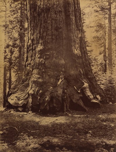 与盖伦-克拉克的灰熊巨人部分，优胜美地的马里波萨丛林，1865-66。 作者 卡尔顿·埃蒙斯·沃特金斯
