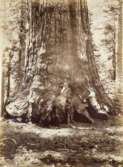 与加伦·克拉克（Galen Clark）一起的灰熊巨人区，优胜美地Mariposa Grove，1865-66年 作者 卡尔顿·沃特金斯