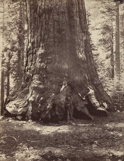 Grizzly Giant与Galen Clark的一段，Mariposa Grove，Yosemite，1865-66，约1876年印刷。 作者 卡尔顿·埃蒙斯·沃特金斯