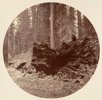 森林之父450英尺C. Grove，约1878年。 作者 卡尔顿·埃蒙斯·沃特金斯