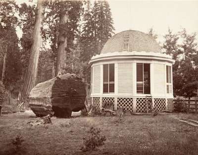 建在大树桩上的房子》，1865-66，约1876年印刷。 作者 卡尔顿·埃蒙斯·沃特金斯