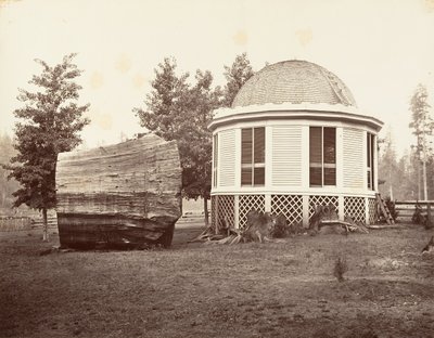 大树桩上的房子》，1865-66，约1876年印刷。 作者 卡尔顿·埃蒙斯·沃特金斯