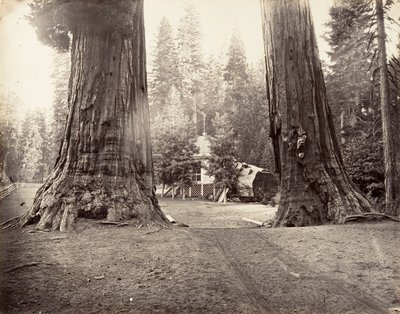 哨兵，315英尺，优胜美地，约1872年，约1876年印刷。 作者 卡尔顿·埃蒙斯·沃特金斯