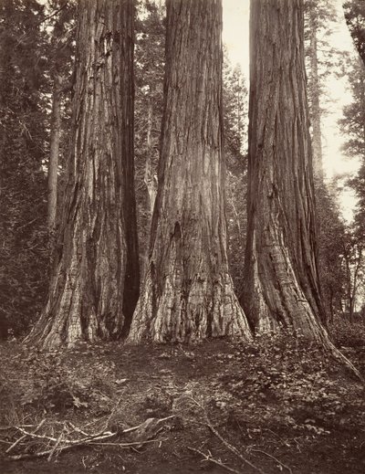 三圣母》，272英尺，1865-66年，约1876年印刷。 作者 卡尔顿·埃蒙斯·沃特金斯