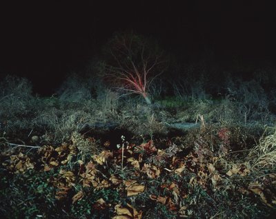 黑暗中的绘画，2011 年 作者 蔡嘉莉