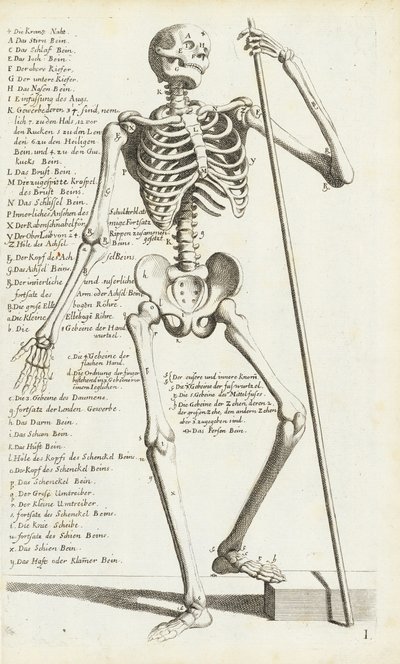 卡洛-塞西的《人体骨骼解剖学研究》。 作者 卡洛·塞西