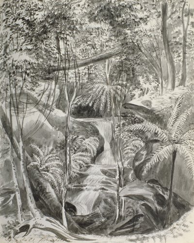 丛林研究，19世纪 作者 卡罗琳·路易莎·梅瑞迪斯