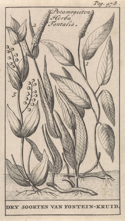 三种池塘草
Potamogeiton Herba Fontalis / 干种池塘草（物体上的标题） 作者 卡斯珀·路肯（Caspar Luyken）