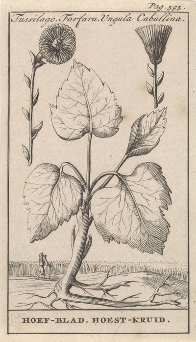 小款冬与咳嗽草
Tussilago, Farfara, Ungula Caballina / 咳嗽叶，咳嗽草（物体上的标题） 作者 卡斯珀·路肯（Caspar Luyken）