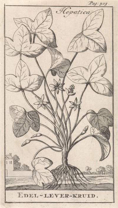 肝草
肝草/珍贵的肝草（物品上的标题） 作者 卡斯珀·路肯（Caspar Luyken）
