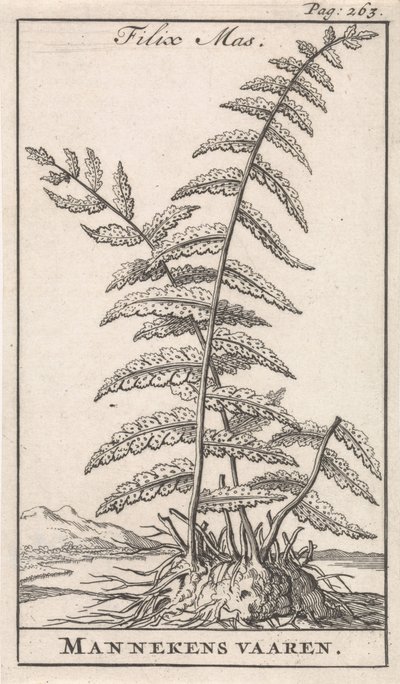 雄性蕨类植物 Filix Mas / Mannekens vaaren（物体上的标题） 作者 卡斯珀·路肯（Caspar Luyken）
