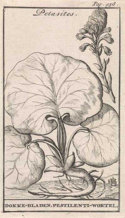 Petasites 作者 卡斯珀·路肯（Caspar Luyken）