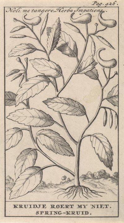 春草 Noli me tangere，Herba Impatiens / Kruidje 不要打扰我。 春天药草（物体上的标题） 作者 卡斯珀·路肯（Caspar Luyken）