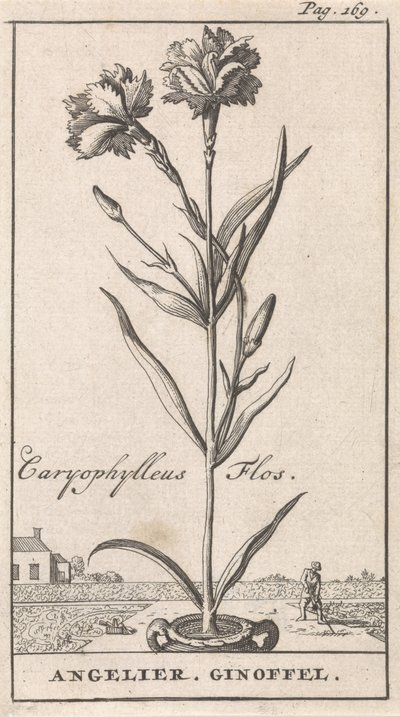 标题页和八幅花卉版画
安杰利耶
Caryophylleus Flos / Angelier.吉诺费尔（作品名称） 作者 卡斯珀·路肯（Caspar Luyken）