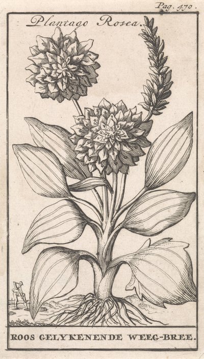 扉页和八幅花卉印刷品 韦格布里 Plantago Rosea / Roos gelykenende Weeg-bree（物体上的标题） 作者 卡斯珀·路肯（Caspar Luyken）