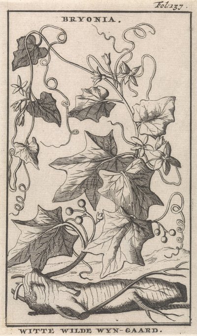 白色篱笆藤
Bryonia / 白色野生藤本植物（物体上的标题） 作者 卡斯珀·路肯（Caspar Luyken）