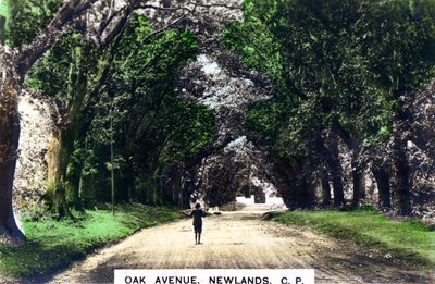 橡树大道，纽兰兹，约翰内斯堡，南非豪登省，建于1920年代。 作者 Cavenders有限公司