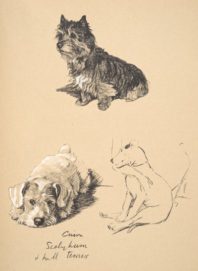 Cairn，Sealyham和Bull Terrier，1930年，插图来自他的素描书，用于朋友之间，Aldin，Cecil Charles Windsor（1870-1935），后来由Eyre和Spottiswoode Limited出版，1934年 作者 塞西尔·查尔斯·温莎·奥尔丁