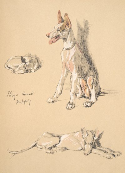 Ibiza Hound Puppy，1930年，插图来自他的素描书，用于朋友之间，Aldin，Cecil Charles Windsor（1870-1935），后来由Eyre和Spottiswoode Limited出版，1934年，Chalk和Ch 作者 塞西尔·查尔斯·温莎·奥尔丁