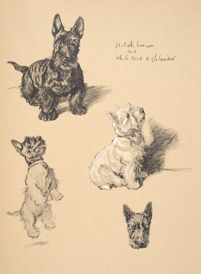Scotch Terrier和White West Highlander，1930年，插图来自他的素描书，用于朋友之间，Aldin，Cecil Charles Windsor（1870-1935），后来由Eyre和Spottiswoode Limit出版 作者 塞西尔·查尔斯·温莎·奥尔丁