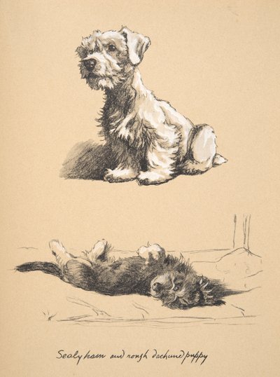 Sealyham和Rough Dachund Puppy，1930年，他的素描书中的插图用于朋友之间，后来由Eyre和Spottiswoode Limited出版，1934年（粉笔和charcolal在纸上） 作者 塞西尔·查尔斯·温莎·奥尔丁