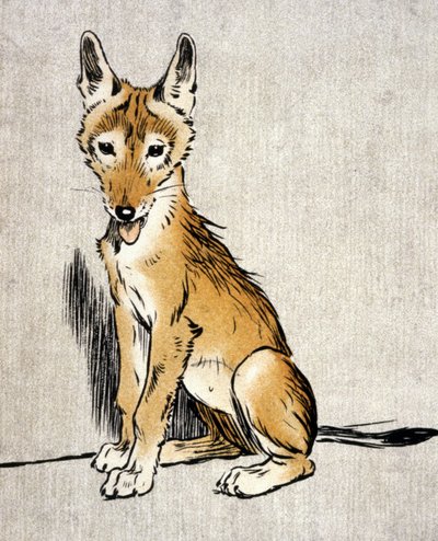 年轻的豺狼，c.1900（雕刻） 作者 塞西尔·查尔斯·温莎·奥尔丁