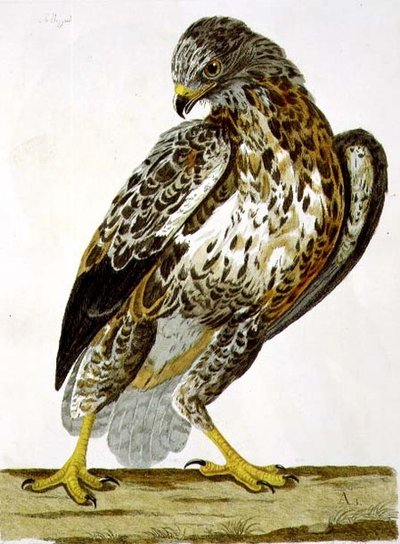 英国动物学，第二类：鸟类》中的鵟（Buteo buteo）图版，由Peter Mazell（fl.1761-97）1766年雕刻（雕刻）。 作者 查尔斯（后）柯林斯