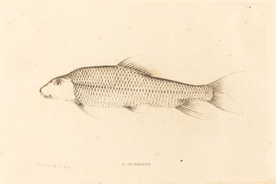 C.Aureolus 作者 查尔斯·亚历山大·莱索尔