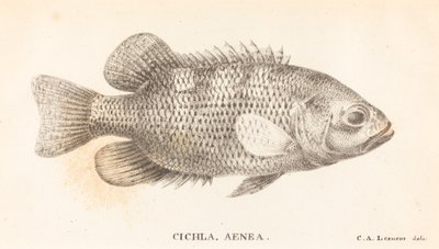 Cichla, Aenea 作者 查尔斯·亚历山大·莱索尔