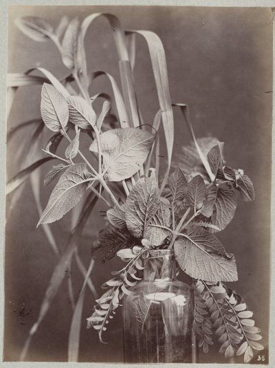 玻璃瓶花卉研究 作者 A.卡拉瓦斯