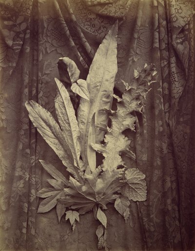 [花卉花边背景上的叶子研究]，1864年。 作者 查尔斯·奥布里