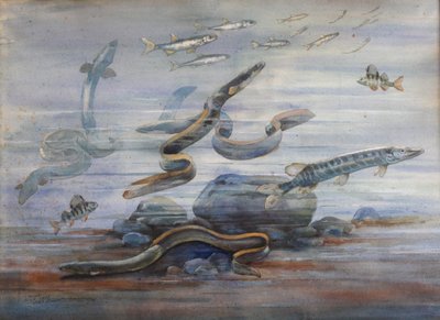 海鱼，c.1907（水彩） 作者 查尔斯·伯尼尔