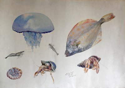 水母水彩画，c.1901（水彩画） 作者 查尔斯·伯尼尔
